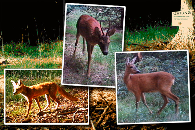Zusammenstellung von Tieren in der Fotofalle am Tag