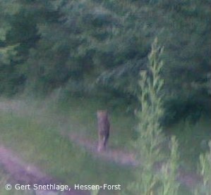 Im Werra-Meißner-Kreis auf einem Waldweg