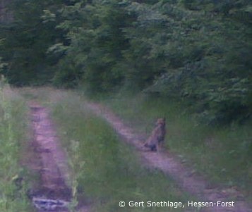 Im Werra-Meißner-Kreis auf einem Waldweg