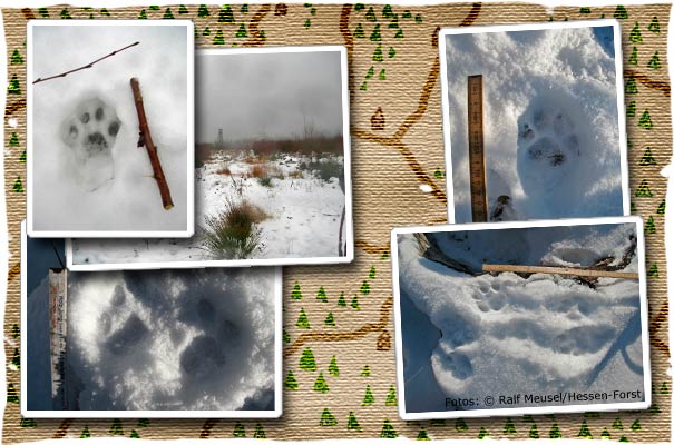 Karte und Fotos von Luchsfährten