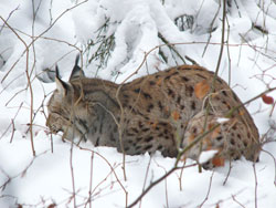 Luchs frisst im Schnee