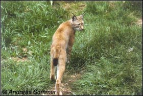 Luchs