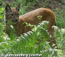 Luchs Klein Auheim